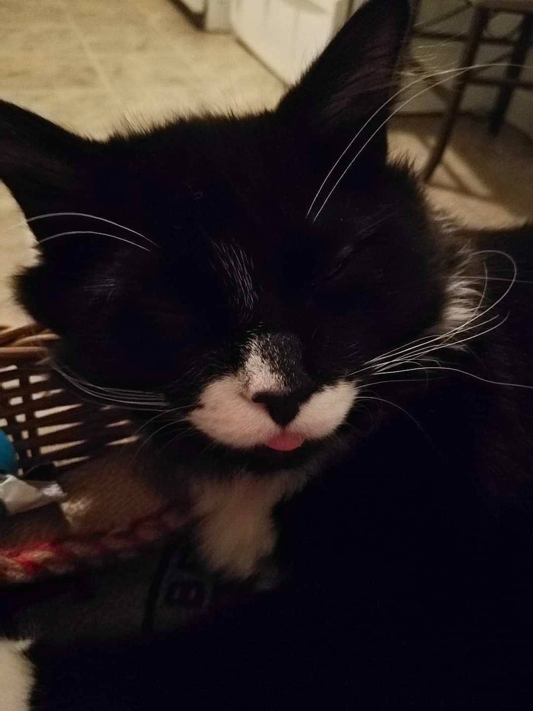 Canaille a rejoint le concours — aidez-le/la à gagner de superbes lots ! black, carnivore, cat, domestic_short_haired_cat, felidae, fur, iris, pet_supply, small_to_medium_sized_cats, snout, terrestrial_animal, vertebrate, whiskers