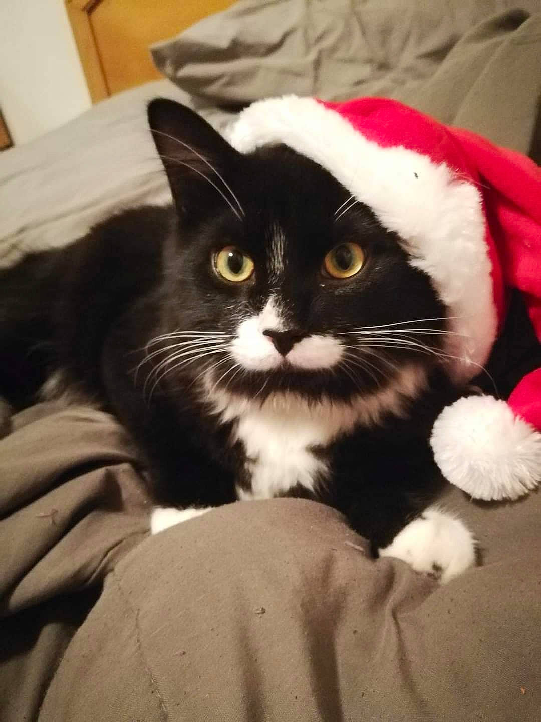 Canaille participe au concours pour gagner de l'argent avec cette photo : carnivore, cat, christmas, comfort, domestic_short_haired_cat, felidae, fur, home_accessories, linens, small_to_medium_sized_cats, snout, stuffed_toy, whiskers