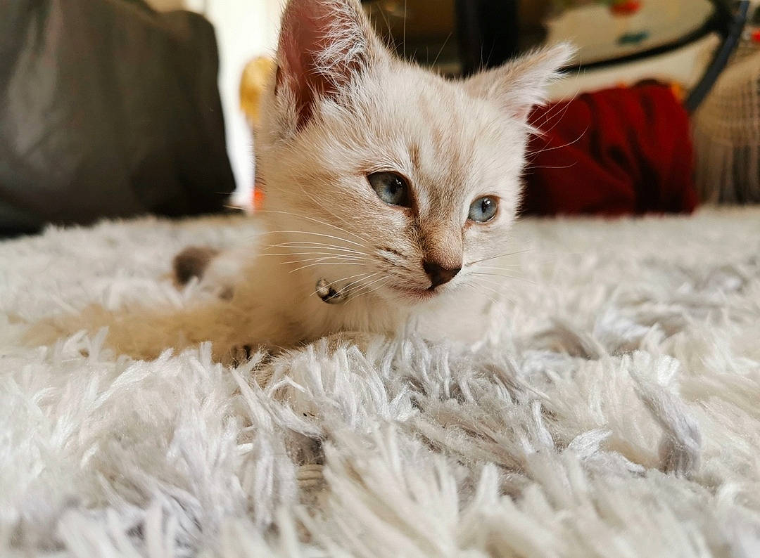 Ariel a rejoint le concours — aidez-le/la à gagner de superbes lots ! bed, carnivore, cat, cat_supply, claw, comfort, domestic_short_haired_cat, eye, fawn, felidae, flooring, fur, linens, paw, small_to_medium_sized_cats, snout, tail, terrestrial_animal, whiskers