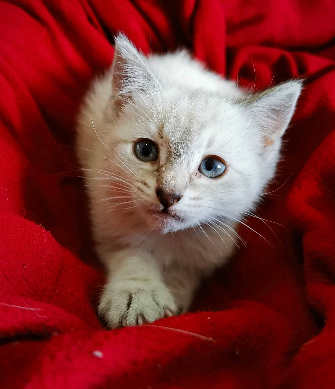 Ariel participe au concours pour gagner de l'argent avec cette photo : carnivore, cat, cat_supply, claw, comfort, domestic_short_haired_cat, eye, fawn, felidae, fur, paw, small_to_medium_sized_cats, snout, tail, whiskers