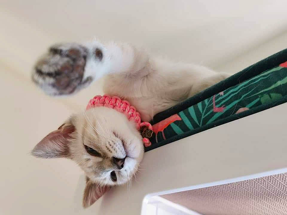 Ariel a rejoint le concours — aidez-le/la à gagner de superbes lots ! balinese, carnivore, cat, claw, collar, comfort, domestic_short_haired_cat, fawn, felidae, fur, linens, nap, paw, photo_caption, siamese, small_to_medium_sized_cats, snout, tail, thai, whiskers