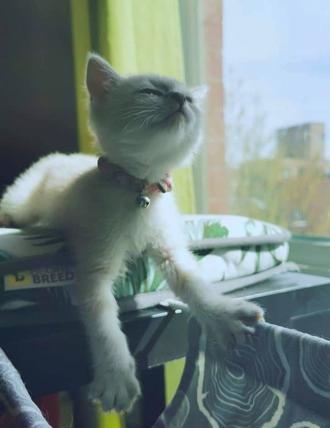 Ariel participe au concours pour gagner de l'argent avec cette photo : canidae, carnivore, cat, claw, companion_dog, domestic_short_haired_cat, fawn, felidae, fur, paw, plush, sitting, small_to_medium_sized_cats, snout, stuffed_toy, tail, toy, whiskers, window, windshield