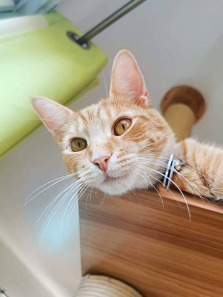 Rubis a rejoint le concours — aidez-le/la à gagner de superbes lots ! carnivore, cat, comfort, domestic_short_haired_cat, ear, fawn, felidae, fur, hardwood, room, small_to_medium_sized_cats, snout, whiskers, window, wood