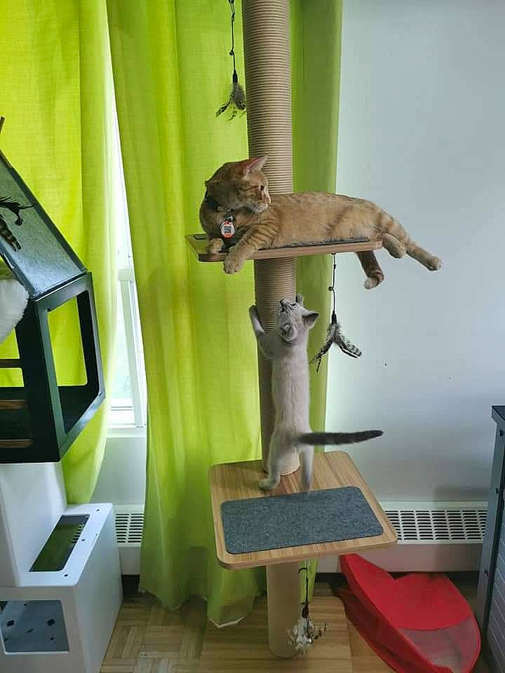 Rubis a rejoint le concours — aidez-le/la à gagner de superbes lots ! art, cat_supply, felidae, flooring, flowerpot, hardwood, houseplant, interior_design, machine, pedestal, plant, room, table, tail, terrestrial_animal, terrestrial_plant, tree, trunk, vertebrate, wood