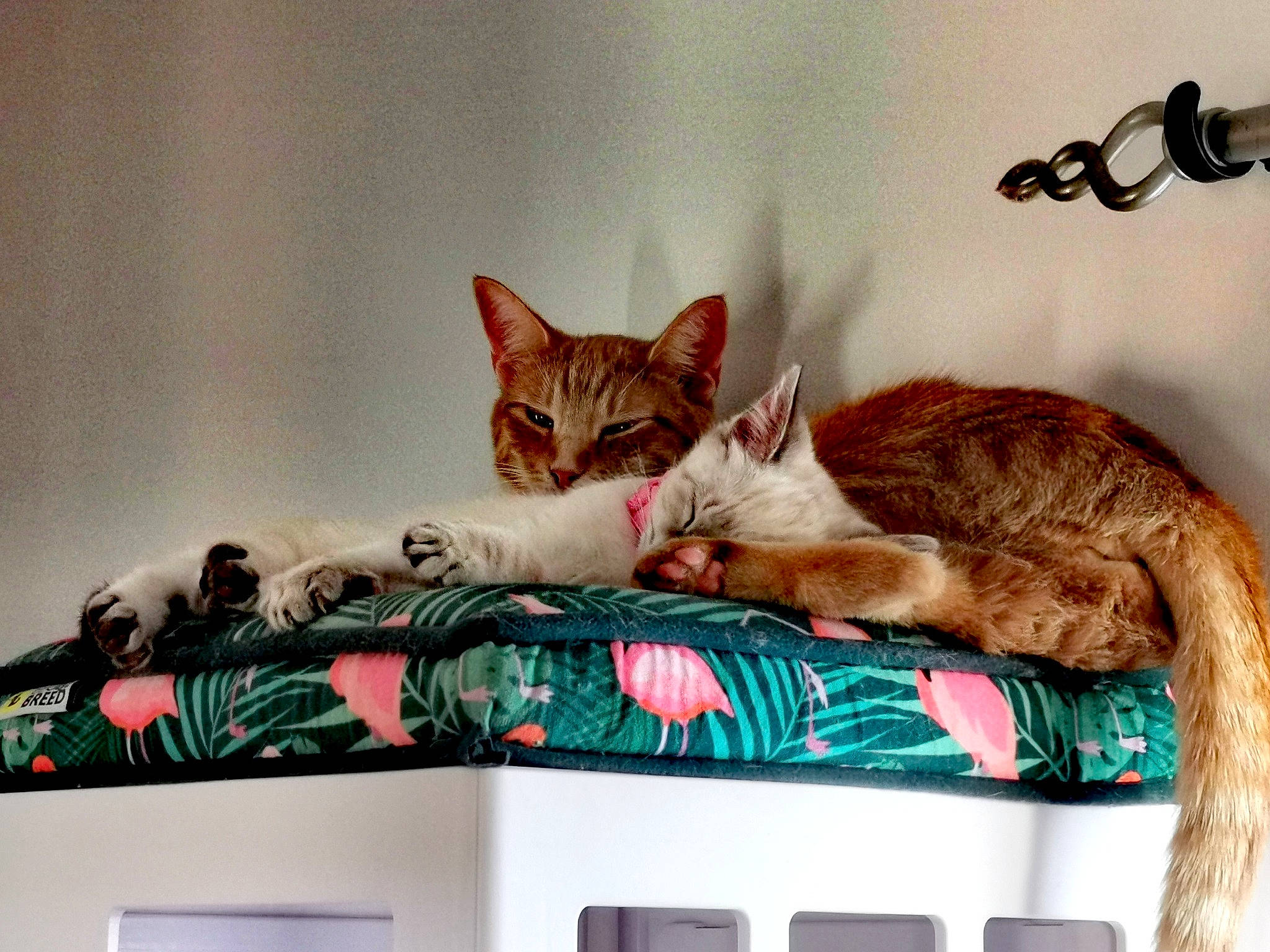 Rubis participe au concours pour gagner de l'argent avec cette photo : bed, carnivore, cat, claw, comfort, domestic_short_haired_cat, fawn, felidae, fur, linens, mammal, paw, room, small_to_medium_sized_cats, tail, terrestrial_animal, textile, vertebrate, whiskers, wood