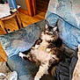 Bella is registered to the contest to win money with this photo: cat, fluffy, relaxed, armchair, blue, furniture, indoor, pet, animal, fur, cozy, wood_floor, household, domestic, paw, whiskers, tabby, white_paws, resting, home
