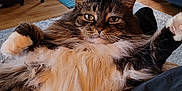 Bella is registered to the contest to win money with this photo: cat, fluffy, indoor, relaxed, feline, pet, home, rug, plant, furniture, door, window, wood_floor, cozy, animal, looking_at_camera, whiskers, paws, long_hair, tabby