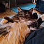 cat, fluffy, indoor, relaxed, feline, pet, home, rug, plant, furniture, door, window, wood_floor, cozy, animal, looking_at_camera, whiskers, paws, long_hair, tabby