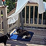 Bella is registered to the contest to win money with this photo: cat, fluffy_cat, black_and_white_cat, wooden_deck, blanket, sunlight, outdoor, fence, netting, shade, relaxing, pet, animal, nature, daylight, curious, resting, fur, home, summer