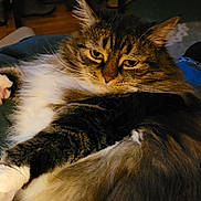 Bella is registered to the contest to win money with this photo: cat, tabby, fluffy, indoor, relaxed, paws, fur, animal, pet, mammal, whiskers, sleepy, cozy, closeup, laying, face, ears, brown, white, feline