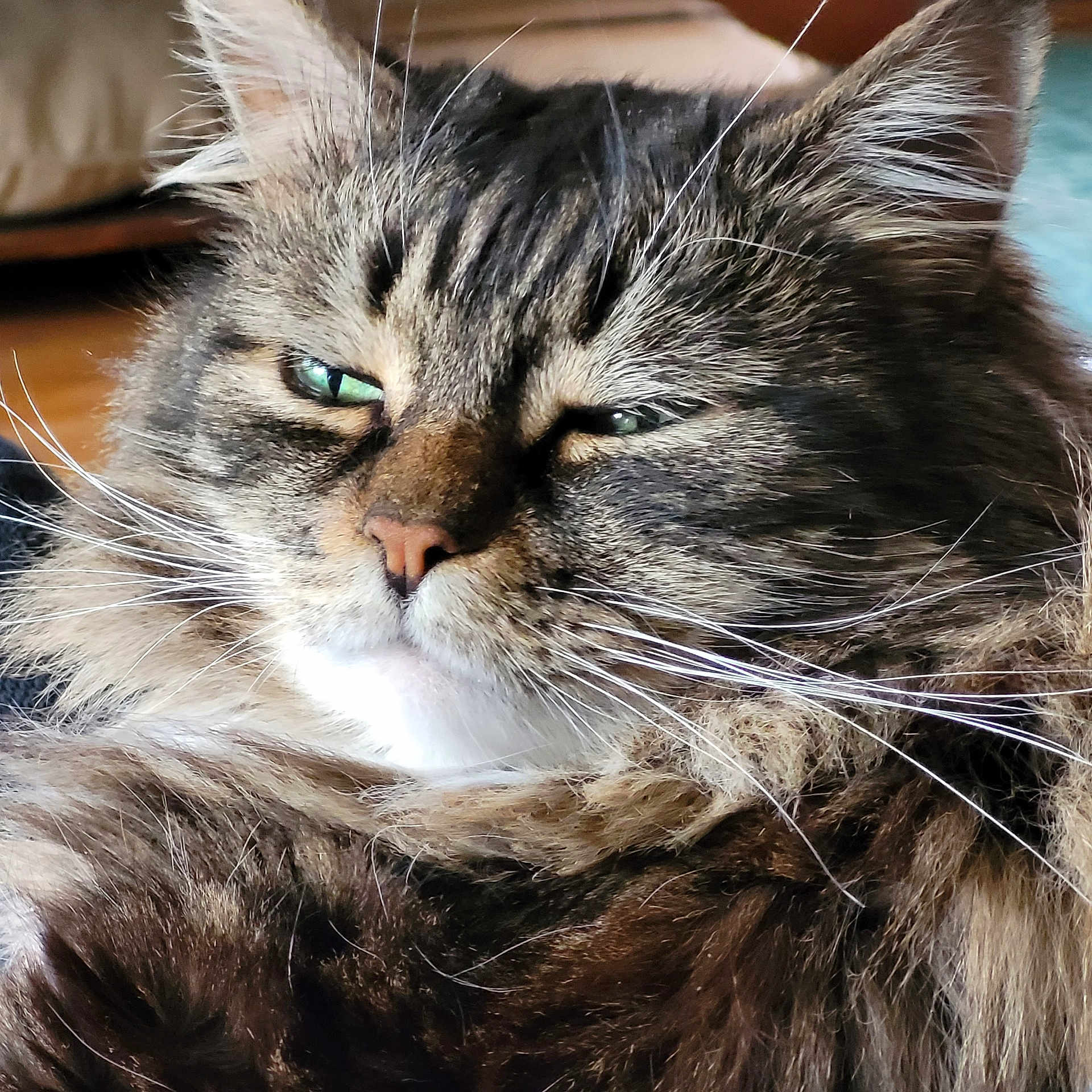 Bella is registered to the contest to win money with this photo: animal, cat, close_up, cute, domestic_animal, ears, eyes, face, feline, fluffy, fur, indoor, mammal, nose, pet, portrait, resting, sleepy, tabby, whiskers