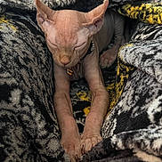 Phante joined the competition — help win amazing prizes! animal, blanket, cat, closeup, comfort, cozy, cute, feline, hairless, indoor, patterned_blanket, paw, pet, relaxed, resting, sleeping, soft_texture, sphynx_cat, stretching, warm