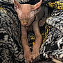 animal, blanket, cat, closeup, comfort, cozy, cute, feline, hairless, indoor, patterned_blanket, paw, pet, relaxed, resting, sleeping, soft_texture, sphynx_cat, stretching, warm