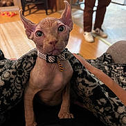 Phante is registered to the contest to win money with this photo: sphynx_cat, hairless_cat, pet, indoor, blanket, collar, curious, animal, feline, person, footwear, floor, home, cozy, patterned_blanket, wooden_floor, domestic, looking_at_camera, large_eyes, wrinkled_skin
