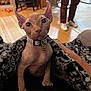 sphynx_cat, hairless_cat, pet, indoor, blanket, collar, curious, animal, feline, person, footwear, floor, home, cozy, patterned_blanket, wooden_floor, domestic, looking_at_camera, large_eyes, wrinkled_skin