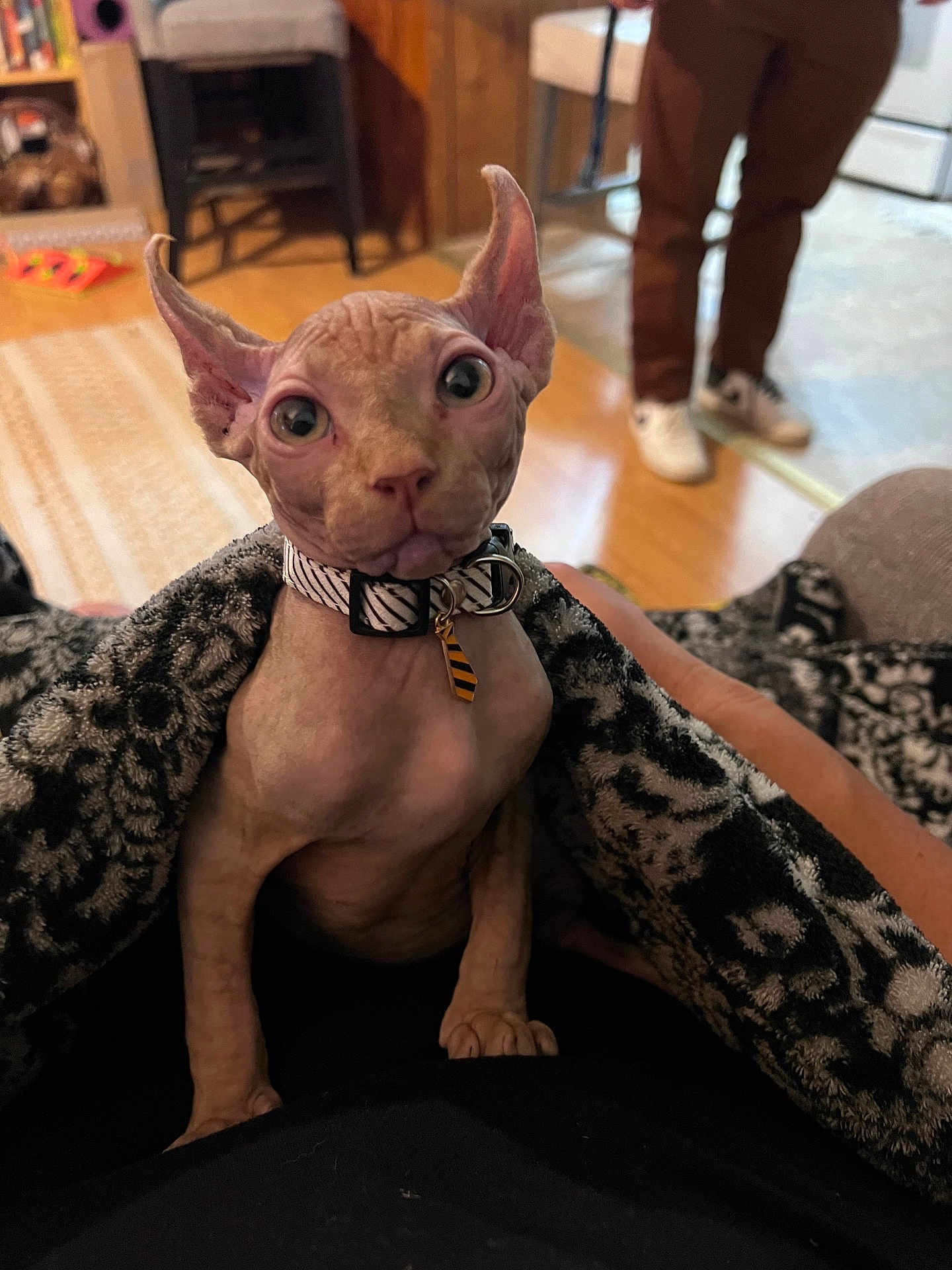 Phante is registered to the contest to win money with this photo: sphynx_cat, hairless_cat, pet, indoor, blanket, collar, curious, animal, feline, person, footwear, floor, home, cozy, patterned_blanket, wooden_floor, domestic, looking_at_camera, large_eyes, wrinkled_skin