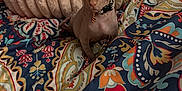 Phante joined the competition — help win amazing prizes! alert, animal, blanket, cat, collar, colorful, cozy, cute, furless, home, indoor, looking, patterned, pet, pillow, seated, small, soft, sphynx_cat, tie