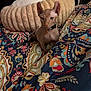 alert, animal, blanket, cat, collar, colorful, cozy, cute, furless, home, indoor, looking, patterned, pet, pillow, seated, small, soft, sphynx_cat, tie