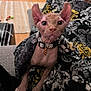 Phante joined the competition — help win amazing prizes! animal_collar, big_eyes, blanket, cat, close_up, couch, cozy, curious, feline, floor, furniture, hairless_cat, home, indoor, large_ears, patterned_blanket, pet, sphynx_cat, toys, wooden_floor