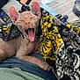 Phante joined the competition — help win amazing prizes! blanket, cat, collar, cozy, ears, furniture, hairless_cat, home, indoor, lap, patterned_blanket, person, pet, relaxed, remote_control, resting, skin, sphynx_cat, tongue, yawning