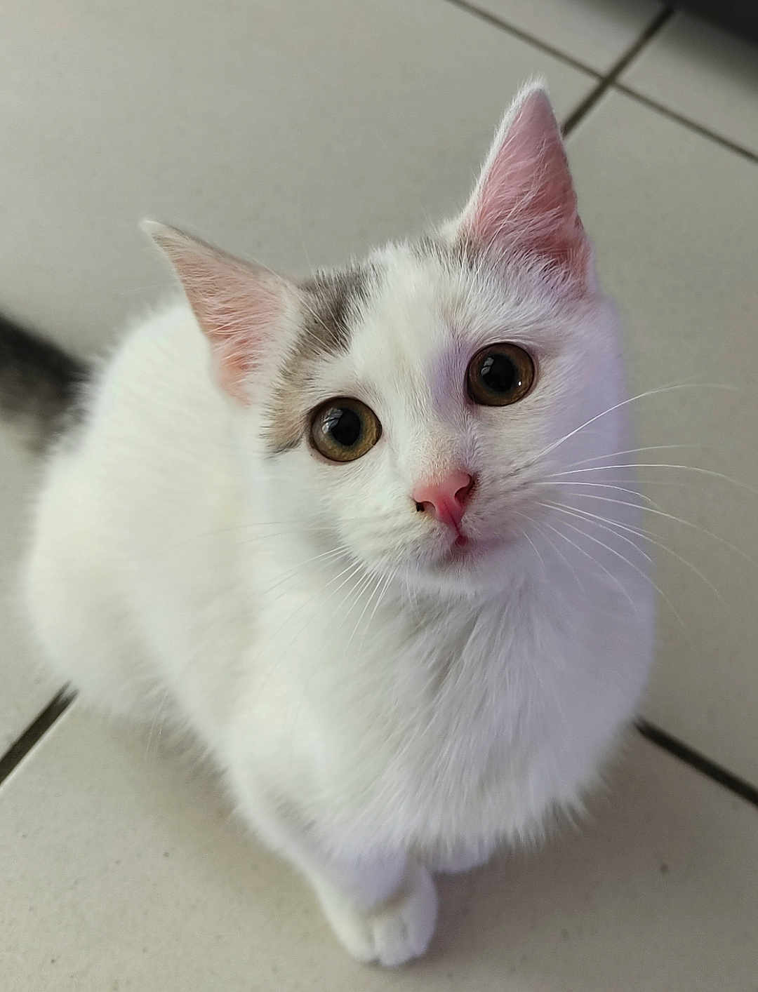 Vanille a rejoint le concours — aidez-le/la à gagner de superbes lots ! cat, kitten, white_cat, gray_spot, pet, animal, cute, feline, whiskers, ears, floor, tile, indoor, looking_up, young_cat, domestic_cat, close_up, small_animal, adorable, curious