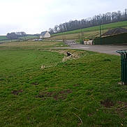 Letty Cocotte Bono a rejoint le concours — aidez-le/la à gagner de superbes lots ! dog, grass, field, countryside, house, road, car, tree, fence, sky, cloudy, nature, outdoor, pet, animal, green, rural, walk, daytime, landscape