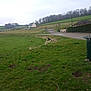 dog, grass, field, countryside, house, road, car, tree, fence, sky, cloudy, nature, outdoor, pet, animal, green, rural, walk, daytime, landscape