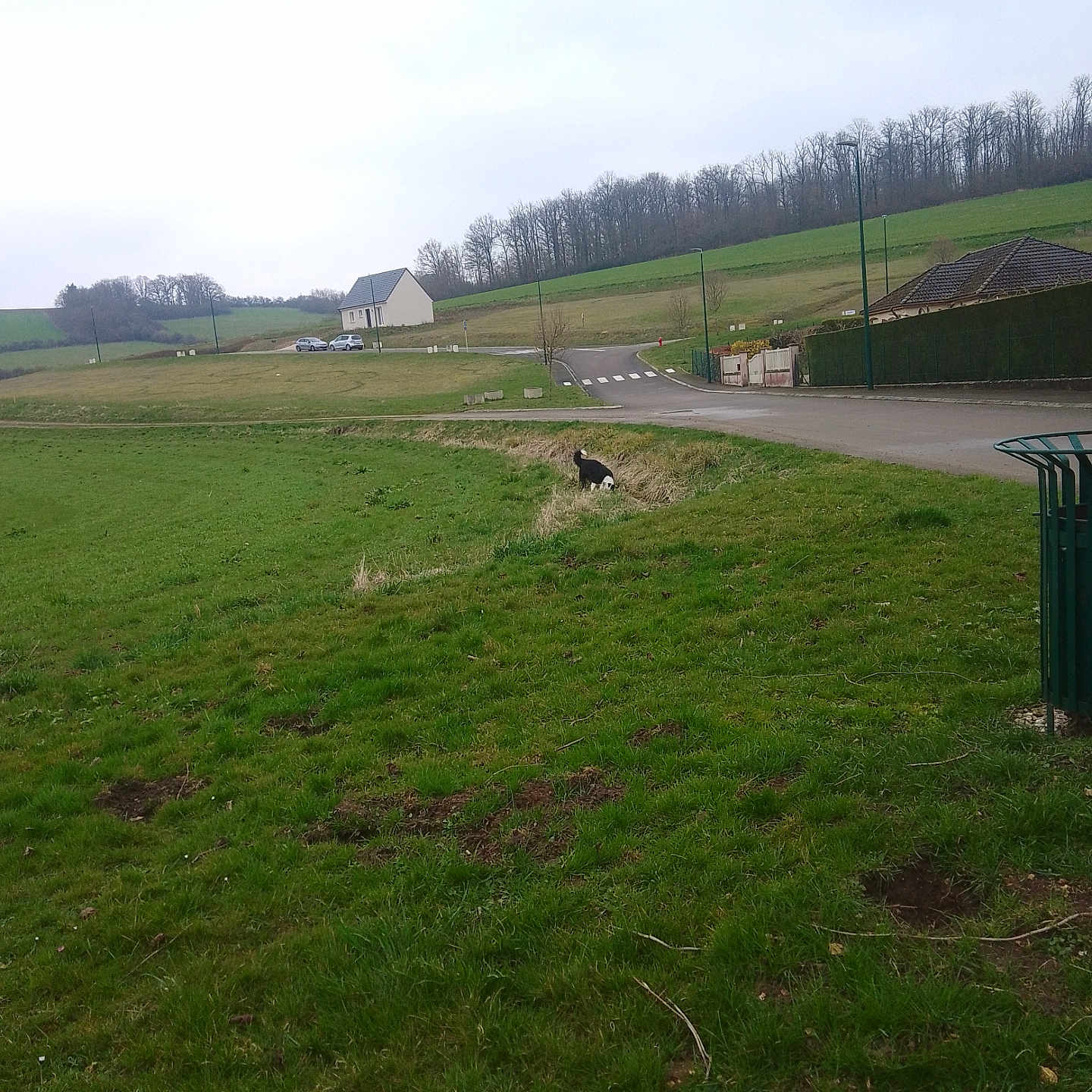 Letty Cocotte Bono a rejoint le concours — aidez-le/la à gagner de superbes lots ! animal, car, cloudy, countryside, daytime, dog, fence, field, grass, green, house, landscape, nature, outdoor, pet, road, rural, sky, tree, walk