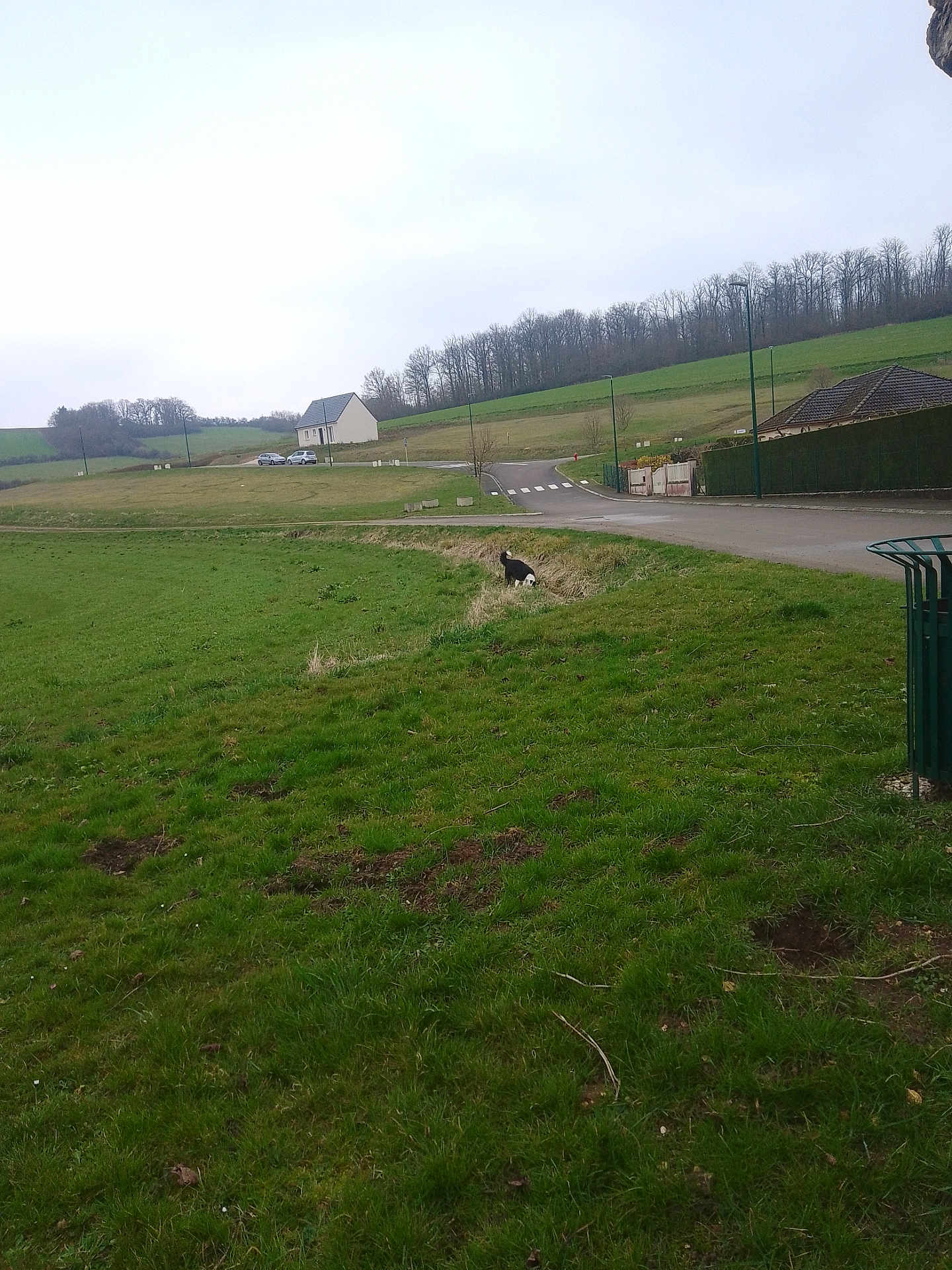 Letty Cocotte Bono a rejoint le concours — aidez-le/la à gagner de superbes lots ! dog, grass, field, countryside, house, road, car, tree, fence, sky, cloudy, nature, outdoor, pet, animal, green, rural, walk, daytime, landscape