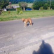 Bono a rejoint le concours — aidez-le/la à gagner de superbes lots ! dog, road, grass, trees, car, shadow, outdoor, daytime, blue_sky, sidewalk, rural, greenery, sunny, animal, pet, quiet, nature, vehicle, fence, tree_line