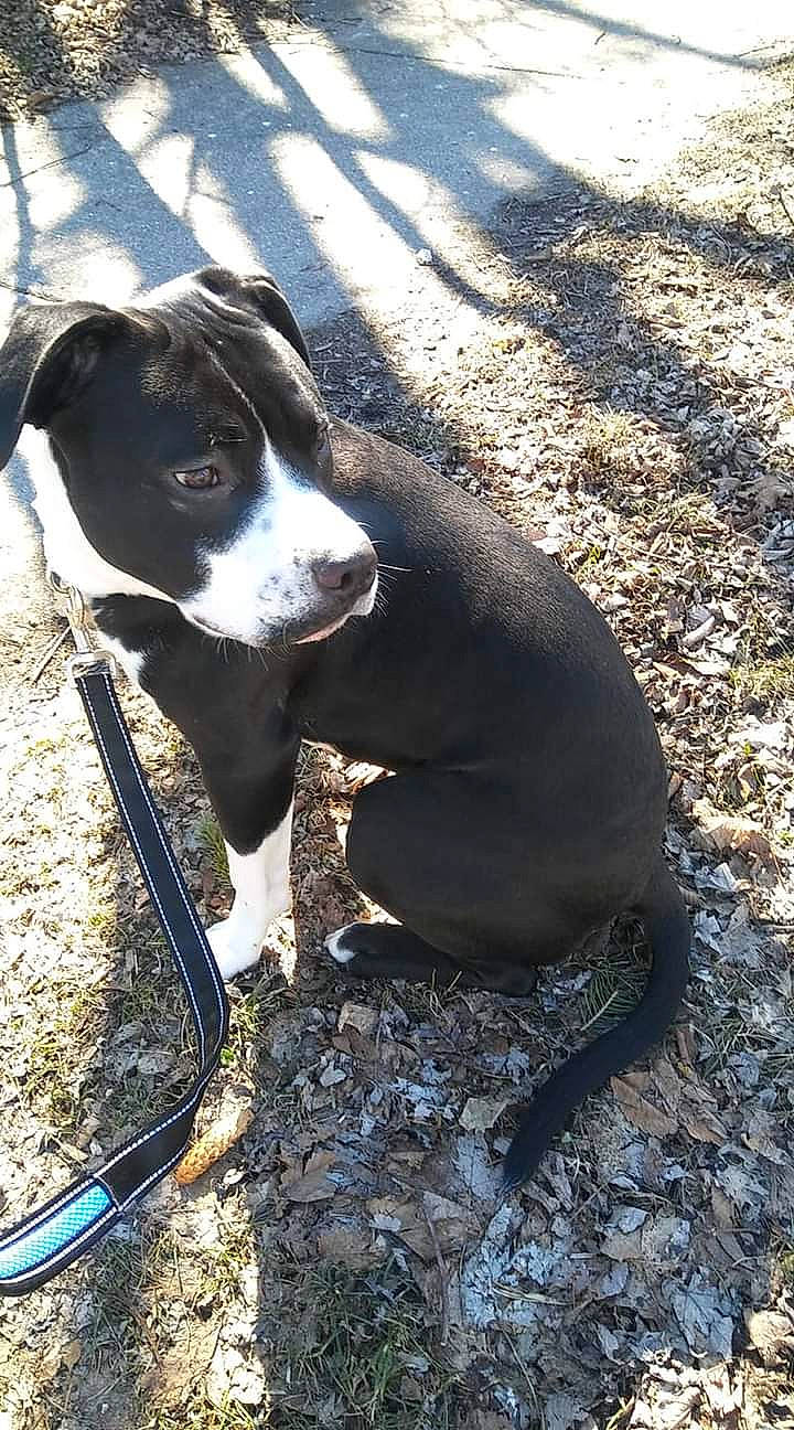 Buddy is registered to the contest to win money with this photo: borador, canidae, carnivore, collar, companion_dog, dog, dog_breed, dog_collar, grass, non_sporting_group, pet_supply, plant, road_surface, shadow, snout, sporting_group, tail, terrestrial_animal, tints_and_shades, working_animal