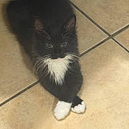 Lily joined the competition — help win amazing prizes! animal, black_and_white, cat, crossed_paws, cute, domestic_cat, feline, floor, fluffy, fur, indoor, kitten, looking_up, paws, pet, resting, small, tile_floor, tuxedo_cat, whiskers