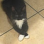 animal, black_and_white, cat, crossed_paws, cute, domestic_cat, feline, floor, fluffy, fur, indoor, kitten, looking_up, paws, pet, resting, small, tile_floor, tuxedo_cat, whiskers