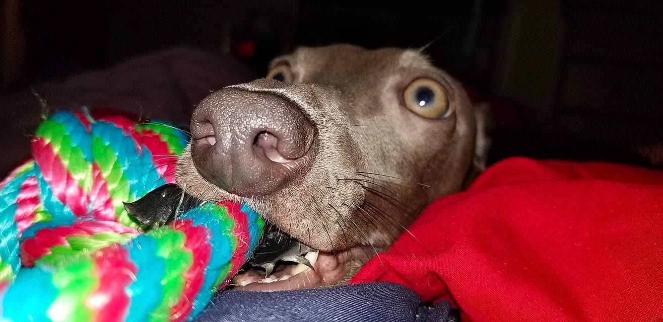 Zipper is registered to the contest to win money with this photo: canidae, carnivore, chesapeake_bay_retriever, dog, dog_breed, fawn, labrador_retriever, mammal, nose, pointing_breed, puppy, snout, sporting_group, vertebrate, vizsla, weimaraner