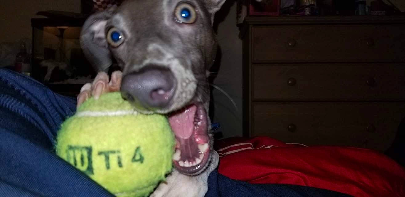Zipper joined the competition — help win amazing prizes! canidae, carnivore, dog, dog_breed, mammal, non_sporting_group, snout, sporting_group, tennis_ball, vertebrate, weimaraner