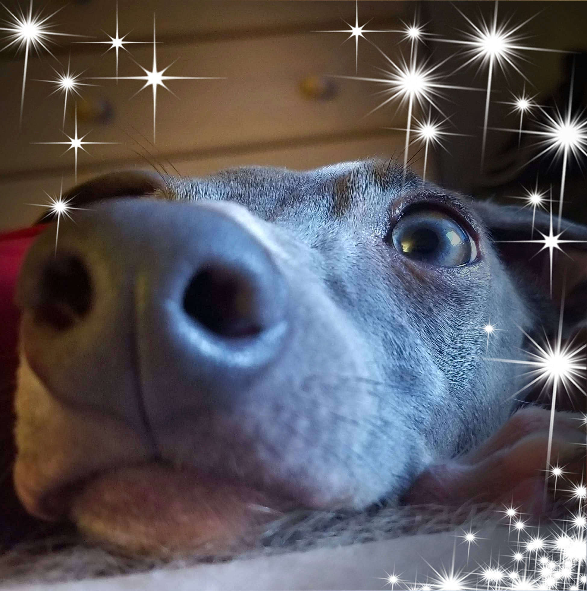 Zipper is registered to the contest to win money with this photo: canidae, carnivore, dog, eye, night, nose, sky, snout, whiskers