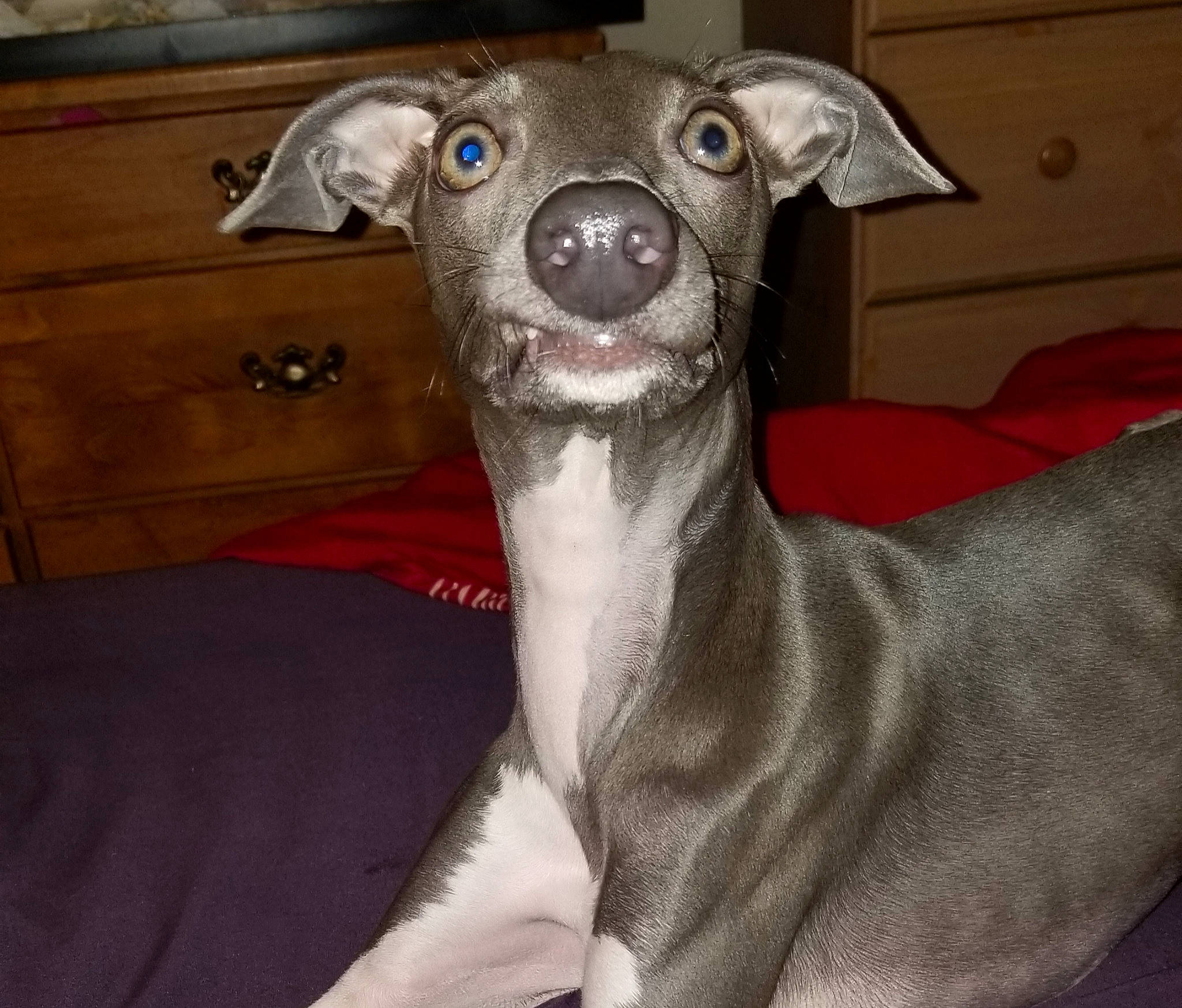 Zipper joined the competition — help win amazing prizes! canidae, carnivore, dog, dog_breed, galgo_espanol, greyhound, hortaya_borzaya, italian_greyhound, magyar_agar, mammal, mexican_hairless_dog, mudhol_hound, peruvian_hairless_dog, sighthound, sloughi, snout, toy_dog, vertebrate, whippet, whiskers