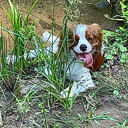 Asher joined the competition — help win amazing prizes! dog, animal, tongue_out, muddy, grass, plants, outdoor, nature, happy, brown_and_white, canine, lying_down, mud, greenery, pet, tongue, water, smiling, fur, playful