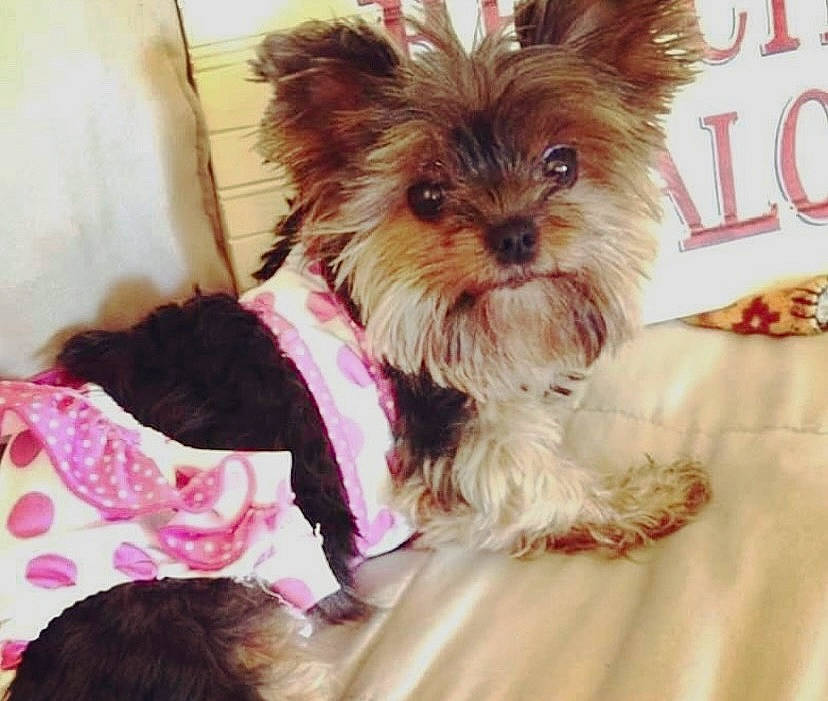 Brooklyn joined the competition — help win amazing prizes! canidae, carnivore, collar, companion_dog, dog, dog_breed, dog_collar, dog_supply, fashion_accessory, fawn, fur, liver, maltepoo, pet_supply, snout, sporting_group, toy_dog, working_animal, yorkipoo, yorkshire_terrier