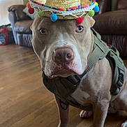 Ego joined the competition — help win amazing prizes! brown_dog, canine, close_up, colorful, dog, festive, funny_costume, harness, hat, indoors, leather_couch, living_room, looking_at_camera, pet, pit_bull, pom_poms, portrait, sitting, sombrero, wooden_floor