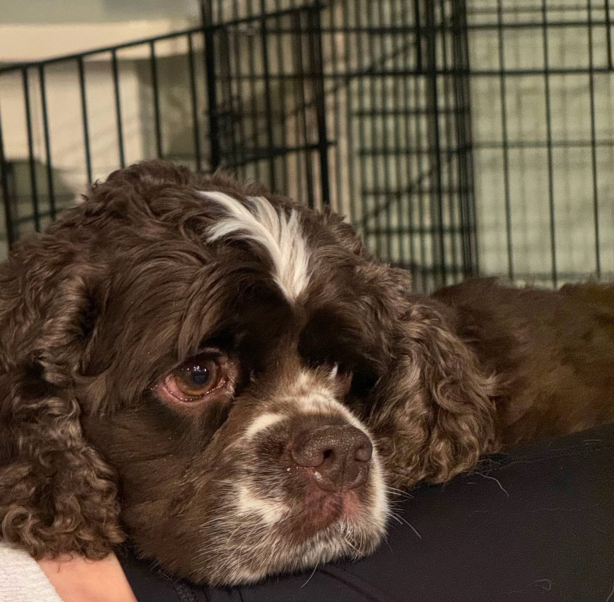 Beau is registered to the contest to win money with this photo: animal_shelter, canidae, carnivore, companion_dog, dog, dog_breed, fence, fur, gun_dog, liver, mesh, pet_supply, shout, spaniel, sporting_group, toy_dog, water_dog, whiskers, working_animal