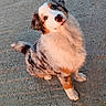 puppy, dog, fluffy, long_hair, sitting, outdoor, pavement, sidewalk, head_tilt, cute, adorable, brown_and_white, black_markings, blue_eyes, pet, animal, portrait, looking_at_camera, tail, playful