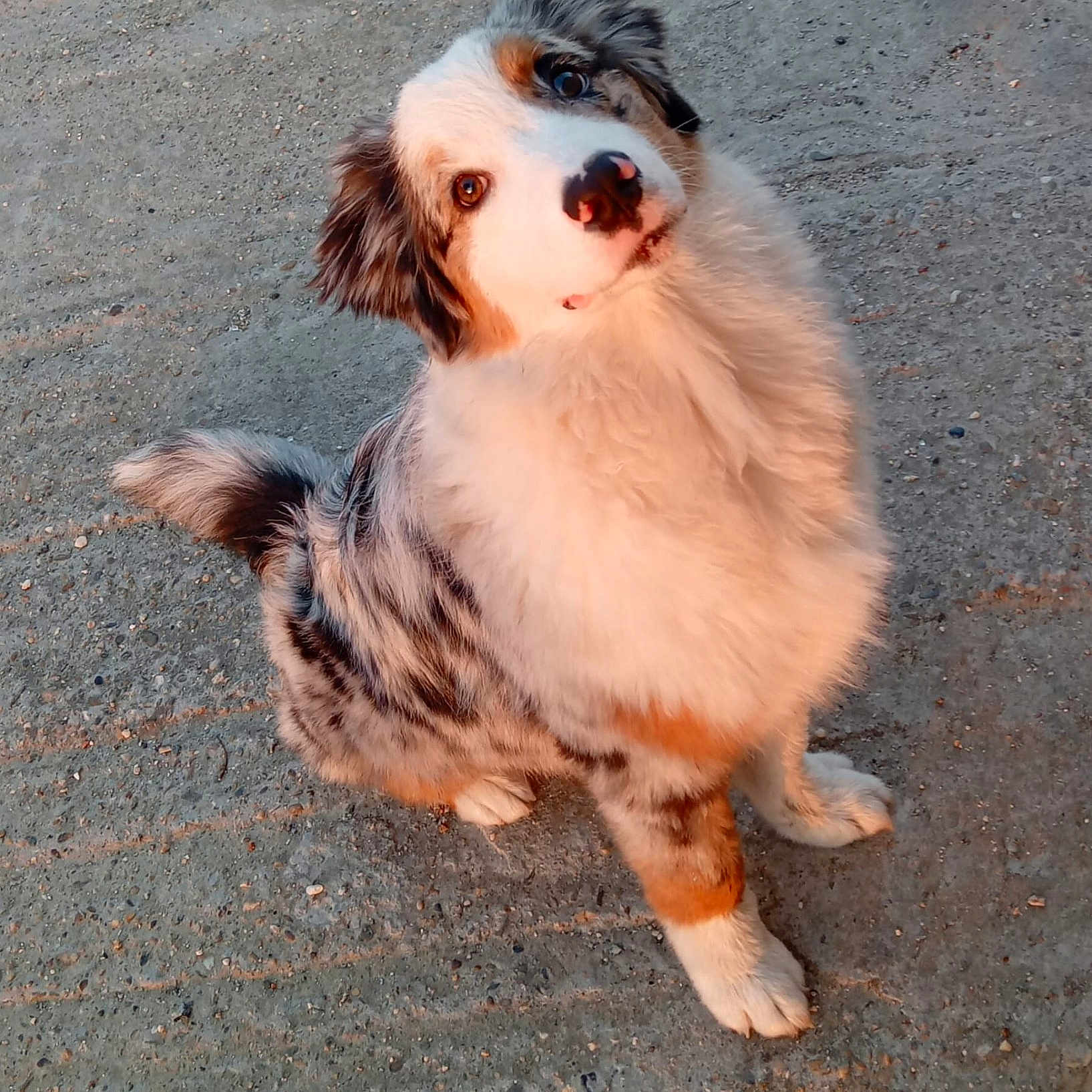 Birdy a rejoint le concours — aidez-le/la à gagner de superbes lots ! puppy, dog, fluffy, long_hair, sitting, outdoor, pavement, sidewalk, head_tilt, cute, adorable, brown_and_white, black_markings, blue_eyes, pet, animal, portrait, looking_at_camera, tail, playful
