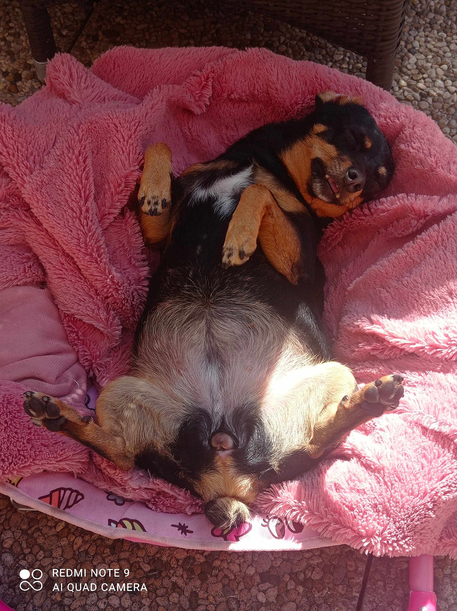 Lola
