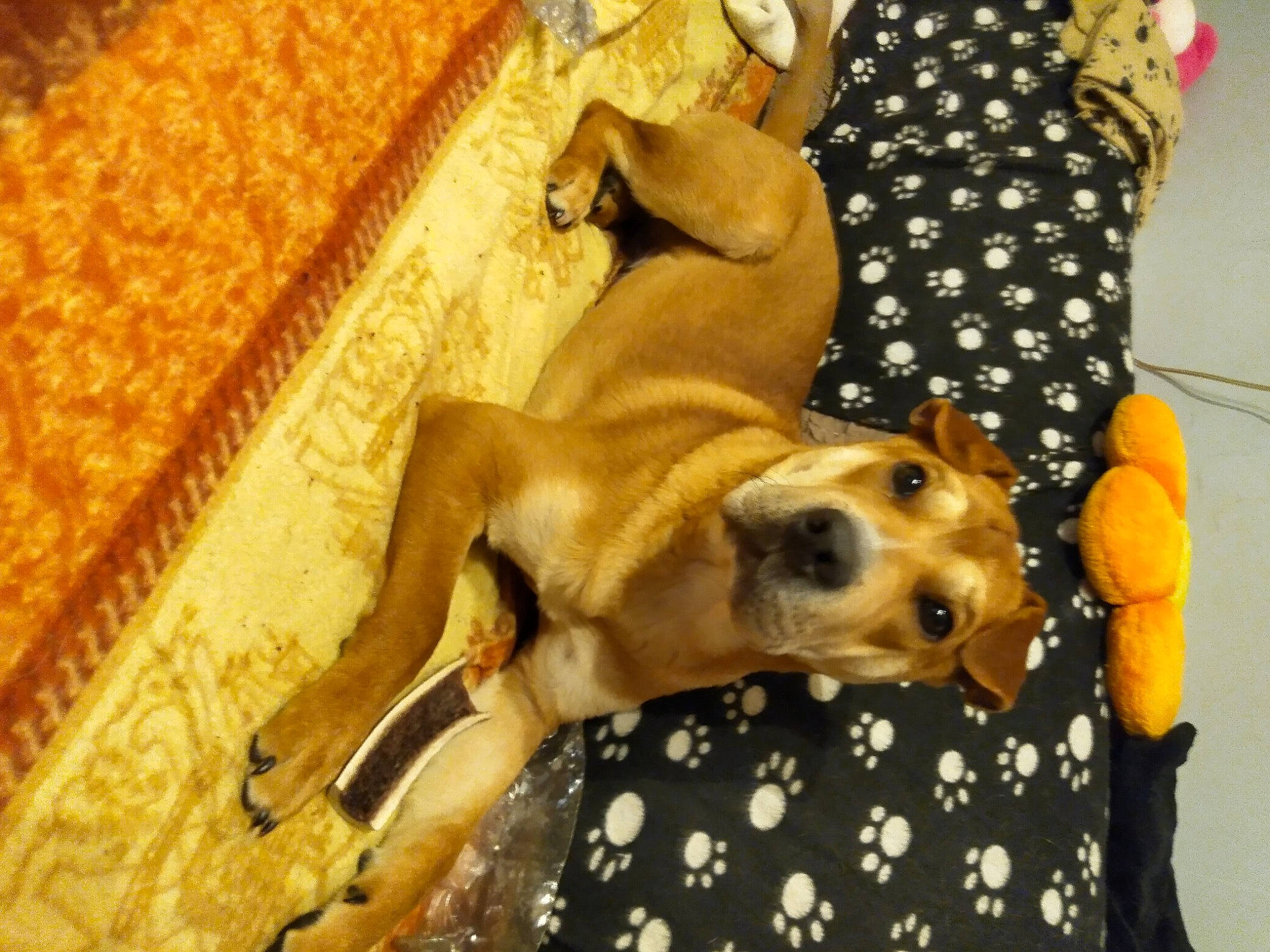 Chicco a rejoint le concours — aidez-le/la à gagner de superbes lots ! black_mouth_cur, canidae, carnivore, companion_dog, dog, dog_breed, fawn, mammal, rhodesian_ridgeback, snout, vertebrate