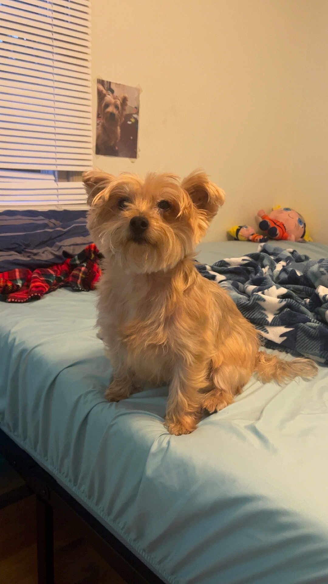 Trixy joined the competition — help win amazing prizes! dog, bed, blanket, plush_toy, window, photo, wall, indoor, furniture, pet, small_dog, fur, curtains, comfort, animal, canine, resting, cozy, room, portrait