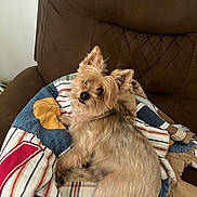 Trixy is registered to the contest to win money with this photo: dog, small_dog, fluffy, brown_dog, patchwork_quilt, brown_chair, indoor, pet, looking_up, comfort, furniture, cozy, canine, fur, ears, relaxed, home, domestic_animal, animal, cute