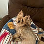 dog, small_dog, fluffy, brown_dog, patchwork_quilt, brown_chair, indoor, pet, looking_up, comfort, furniture, cozy, canine, fur, ears, relaxed, home, domestic_animal, animal, cute
