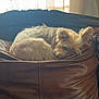 Trixy is registered to the contest to win money with this photo: dog, sleeping, couch, leather, curtains, window, indoor, pet, fur, resting, cozy, small_dog, brown, light, furniture, relaxing, home, canine, curled_up, quiet