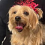 Trixy is registered to the contest to win money with this photo: dog, pet, birthday, headband, happy, tongue_out, fluffy, celebration, indoor, person, black_hoodie, smile, cute, animal, fur, canine, companion, portrait, holding, joyful